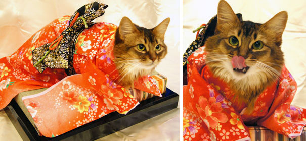 cat-kimonos-japan-1-1 (1)