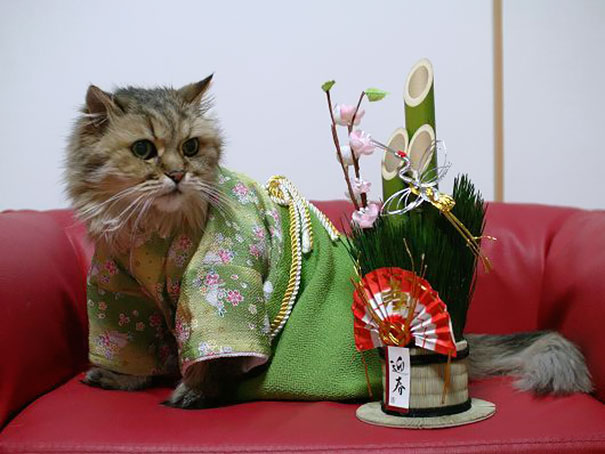 cat-kimonos-japan-11__605