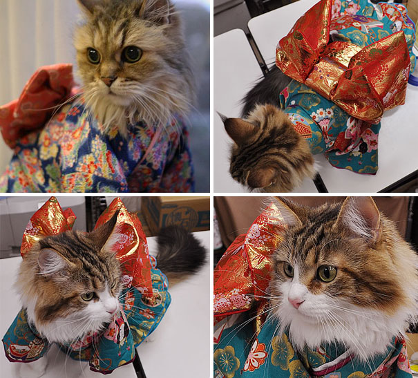 cat-kimonos-japan-14__605 (1)