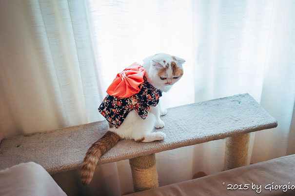 cat-kimonos-japan-16__605