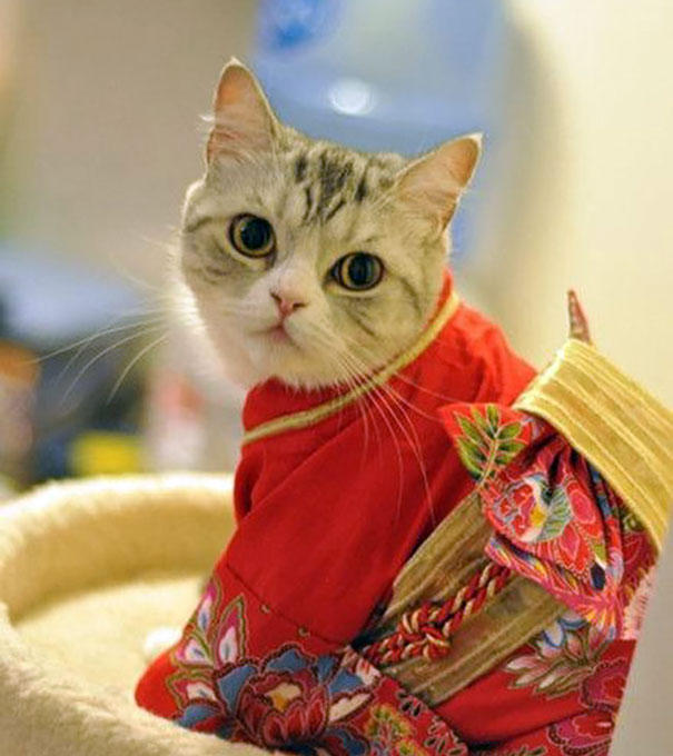 cat-kimonos-japan-20__605