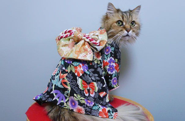 cat-kimonos-japan-41