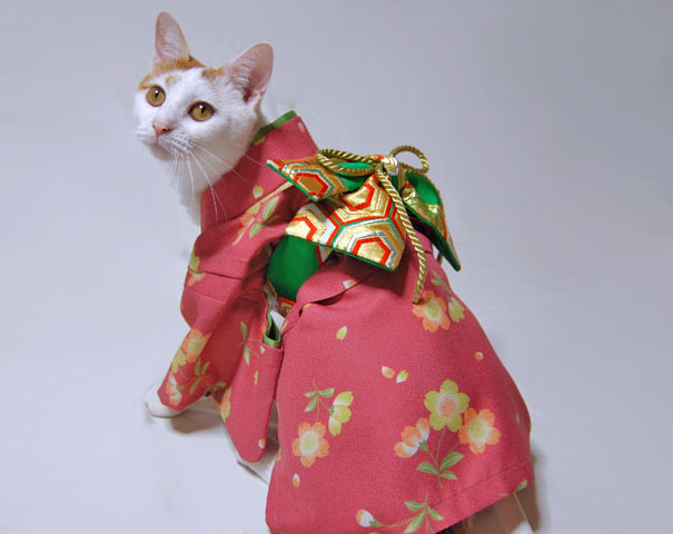 cat-kimonos-japan-7__605