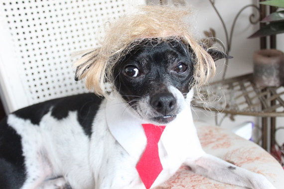 Na zdjęciu pies w czerwonym krawacie i peruce przypominającej włosy Donalda Trumpa