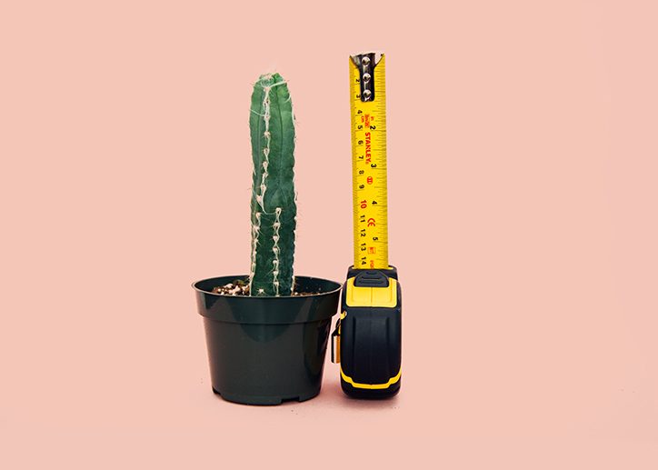Kaktus z miarką obok
