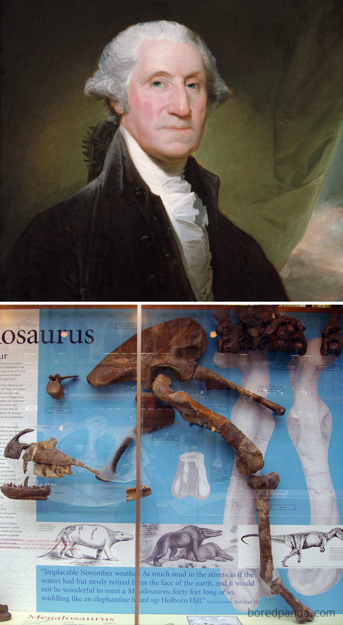 Portret męzczyzny i kości dinozaurów