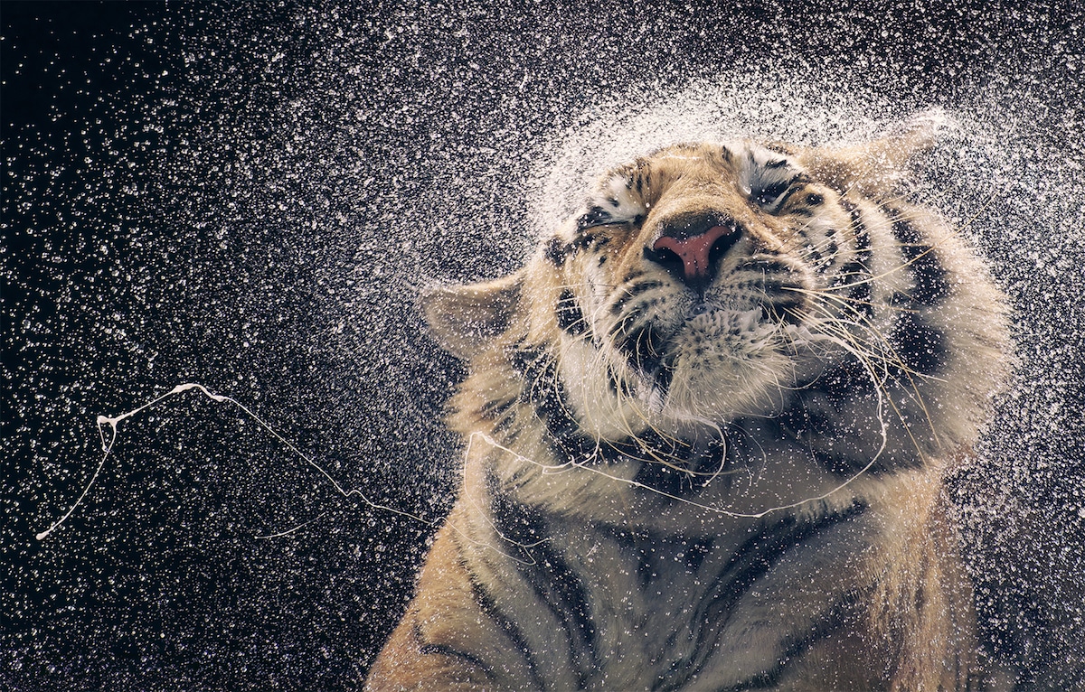 Zdjęcie tygrysa otrzepującego się z wody