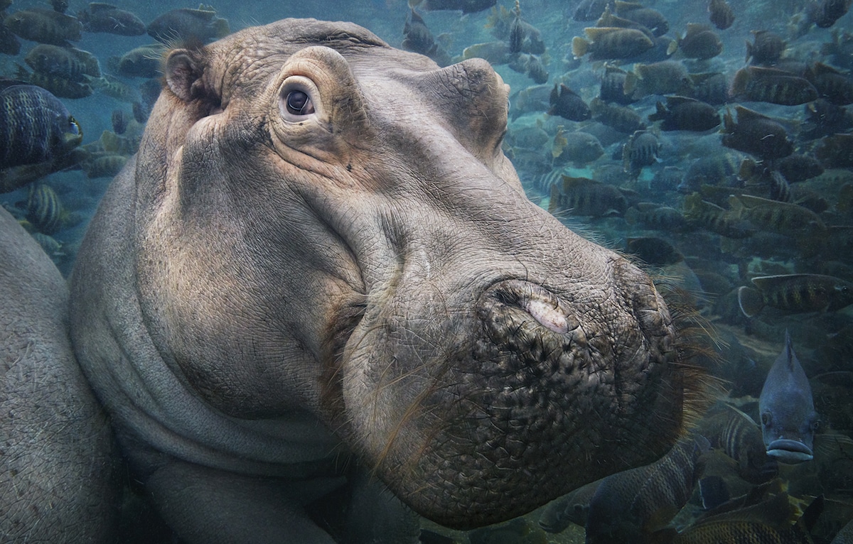 Zdjęcie hipopotama patrzącego w obiektyw
