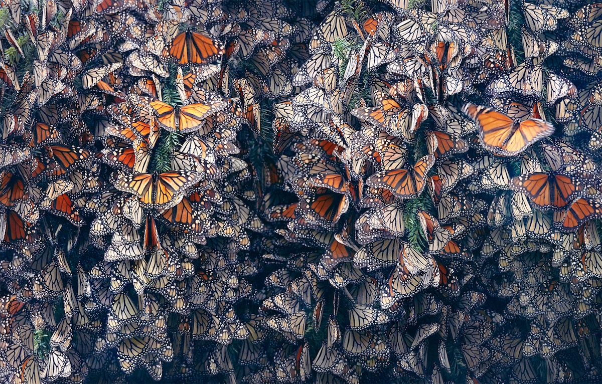 Zdjęcie zbiorowiska motyli