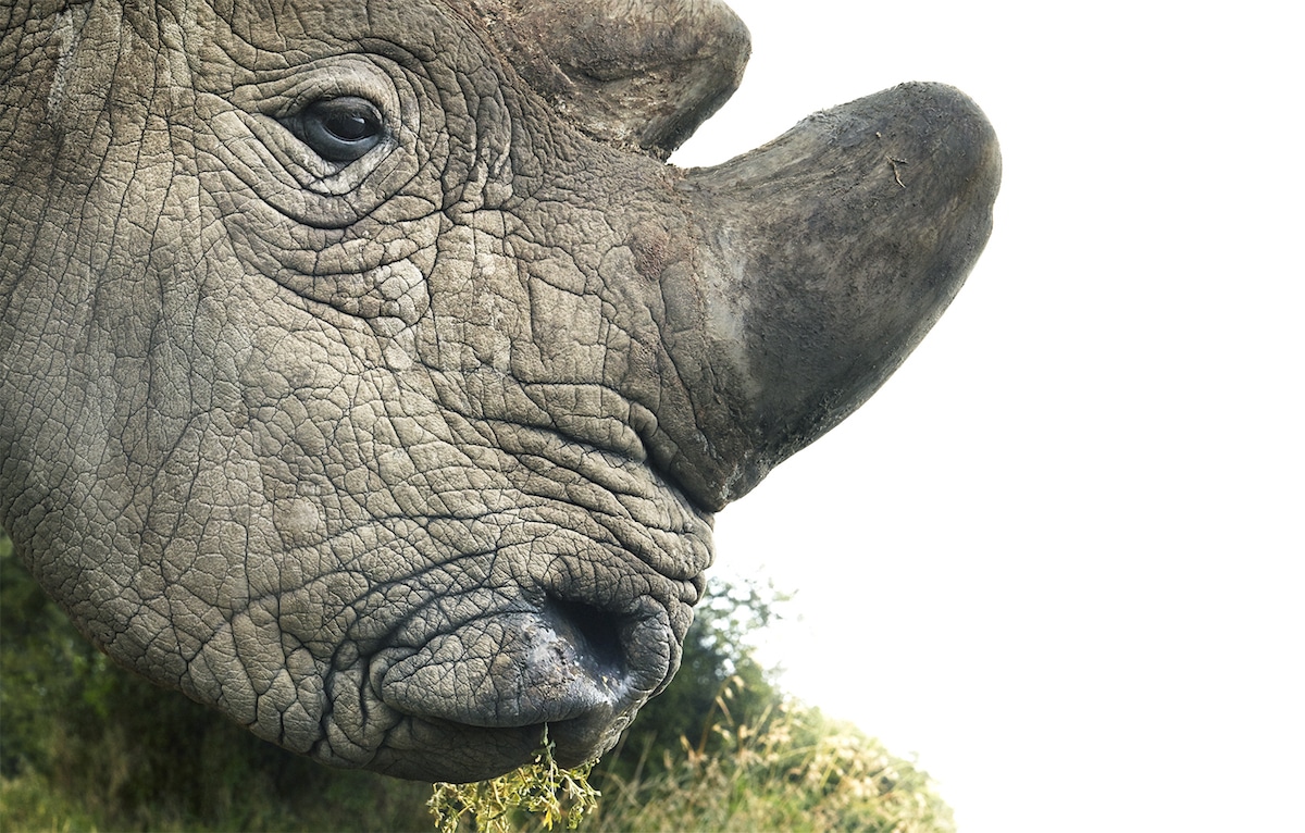 Zdjęcie nosorożca