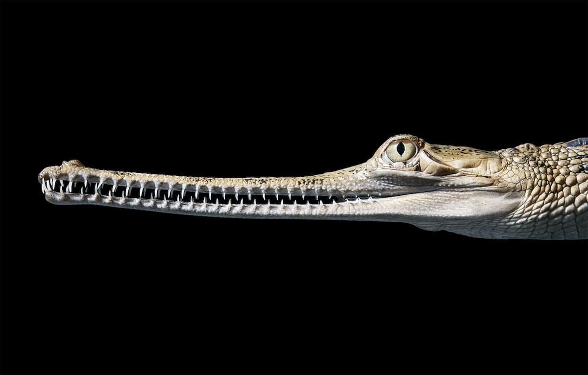Zdjęcie krokodyla z długim pyskiem