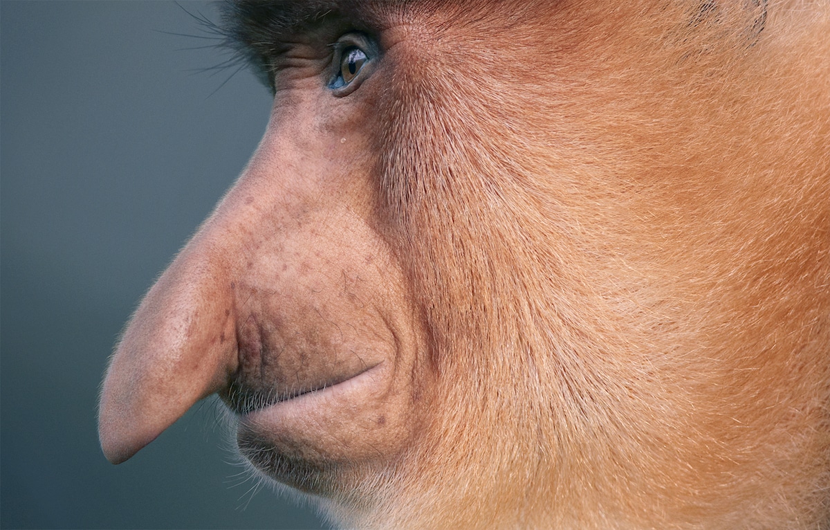 Zdjęcie małpy siedzącej profilem do obiektywu