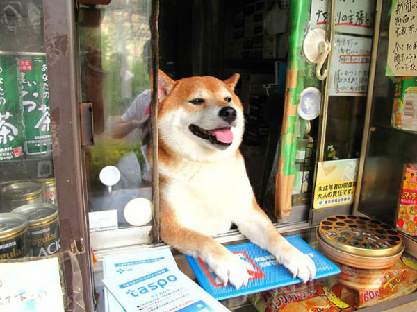 http://www.boredpanda.com/dog-opens-window-shiba-inu-doge/