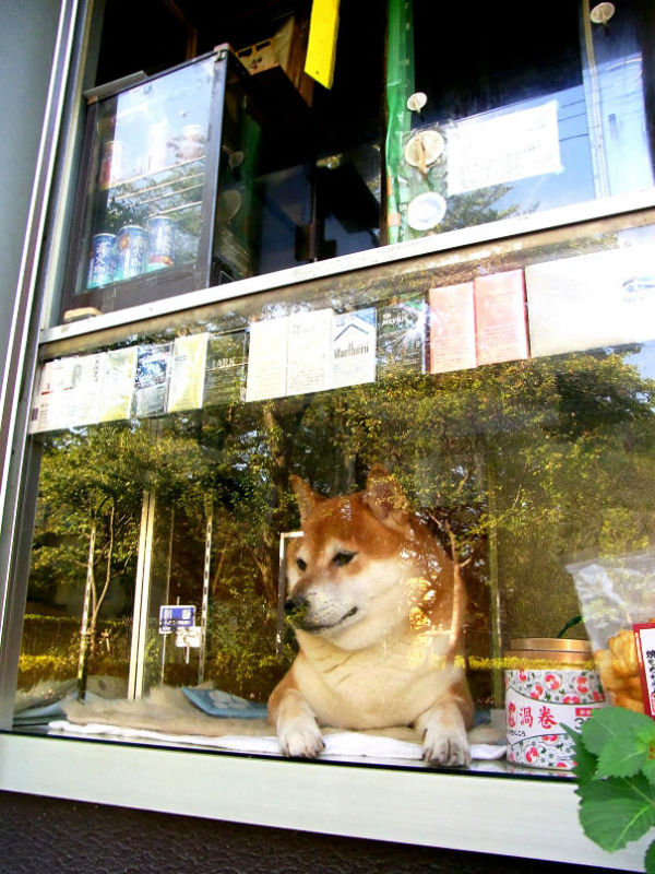 http://www.boredpanda.com/dog-opens-window-shiba-inu-doge/