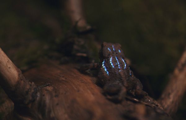 http://www.thisiscolossal.com/2015/01/a-bioluminescent-forest-created-with-digital-projection-mapping/