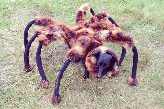 pies pająk