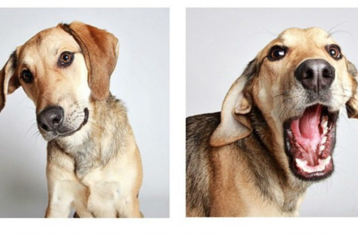 Dwa zdjęcia biszkoptowo umaszczonego psa