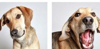 Dwa zdjęcia biszkoptowo umaszczonego psa