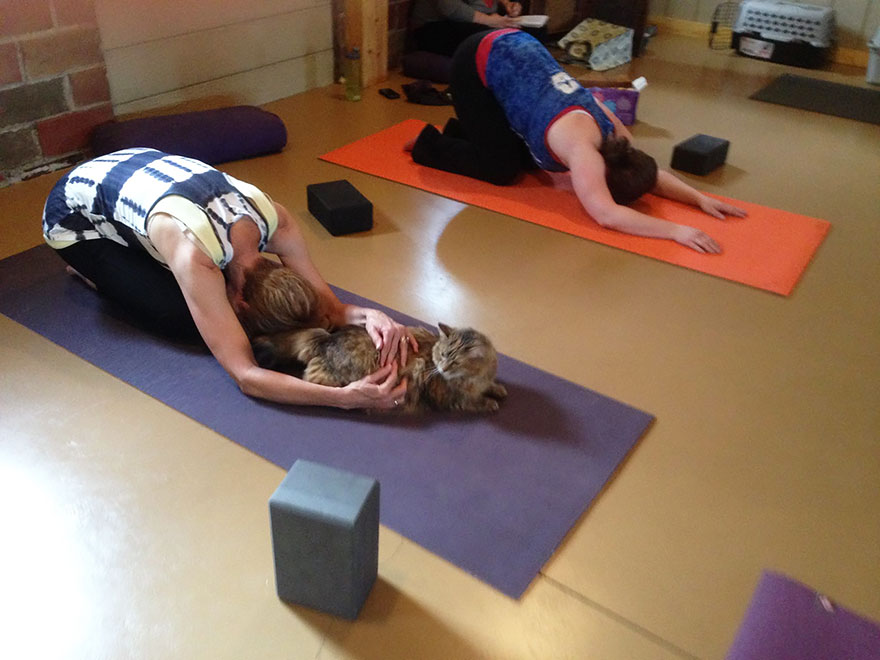 yoga-cats-shelter-adoption-homeward-bound-8