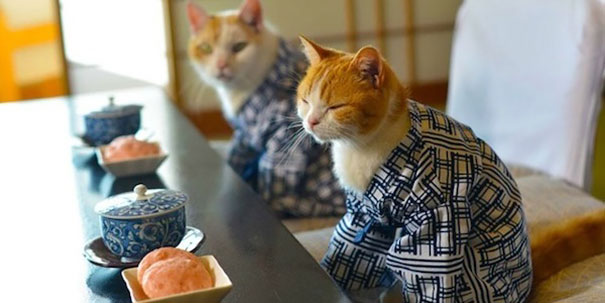 cat-kimonos-japan-19__605