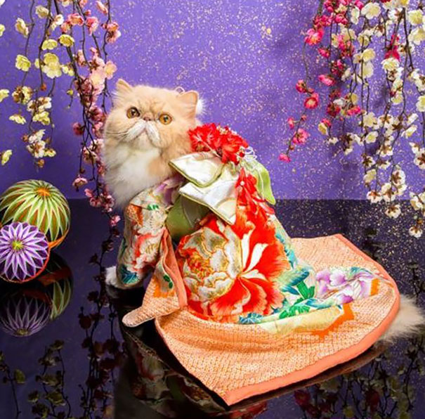 cat-kimonos-japan-24__605