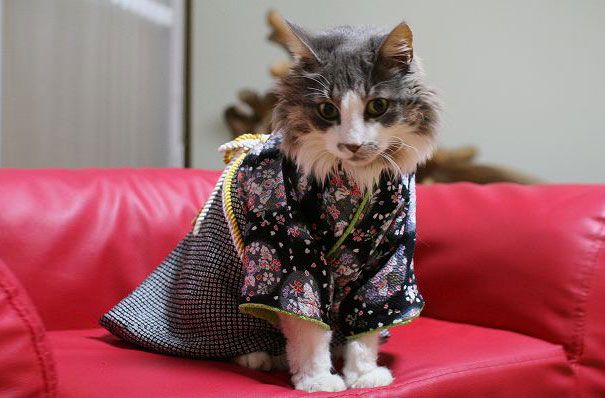 cat-kimonos-japan-13__605