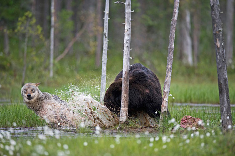 rare-animal-friendship-gray-wolf-brown-bear-lassi-rautiainen-finland-151