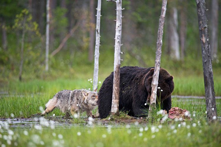 rare-animal-friendship-gray-wolf-brown-bear-lassi-rautiainen-finland-141