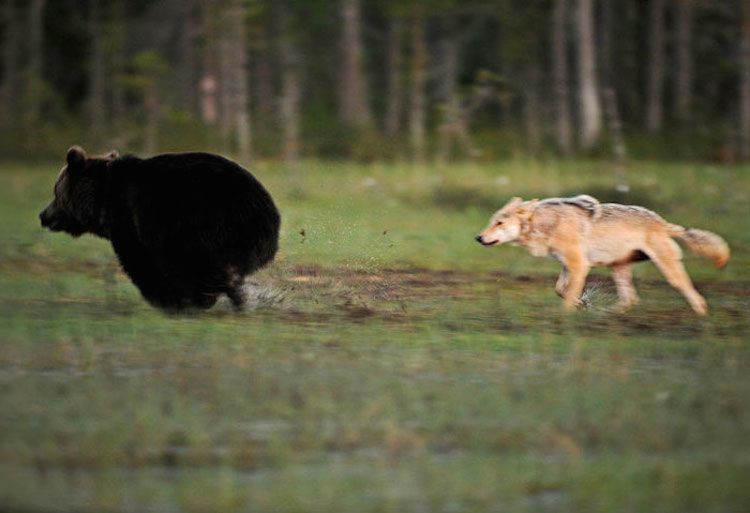 rare-animal-friendship-gray-wolf-brown-bear-lassi-rautiainen-finland-21