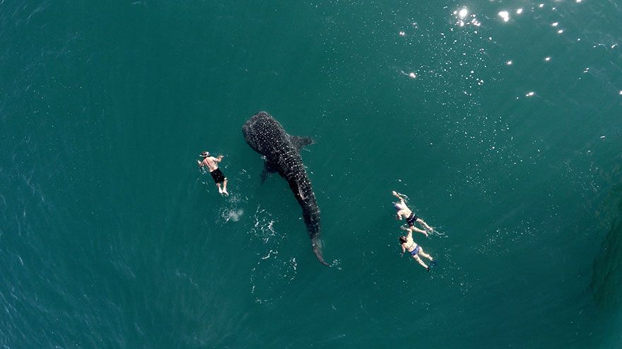 najlepsze zdjęcia z dronów wieloryb i kąpiący się ludzie Magazyn HIRO