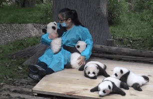 hugger-panda-nanny-best-job-protection-research-center-gif-1