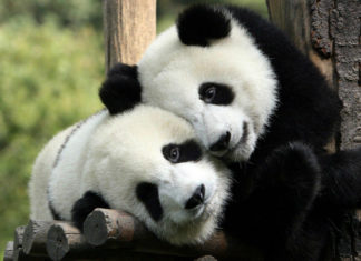 dwie pandy