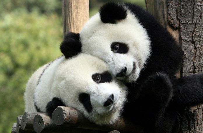dwie pandy