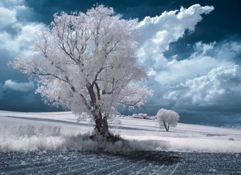 the-majestic-beauty-of-trees-captured-in-infrared-photography-11__880