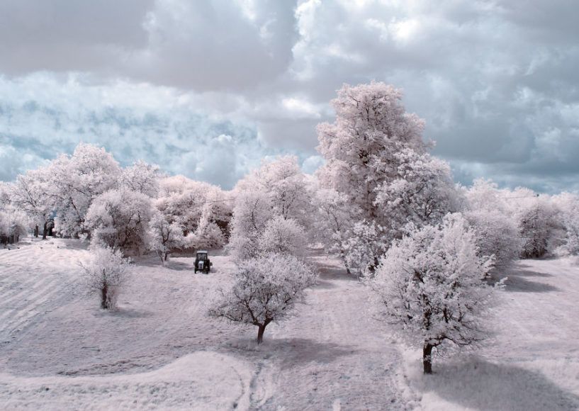 the-majestic-beauty-of-trees-captured-in-infrared-photography-3__880