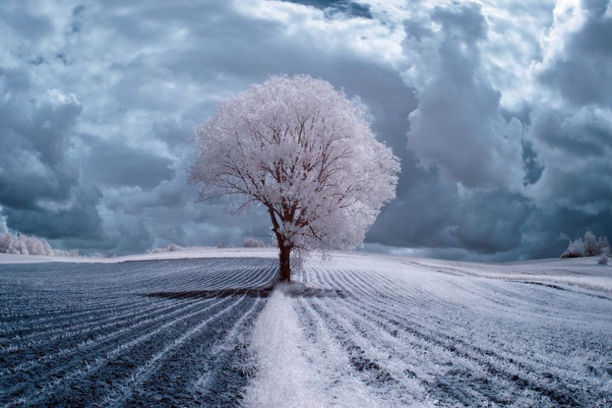 the-majestic-beauty-of-trees-captured-in-infrared-photography__880