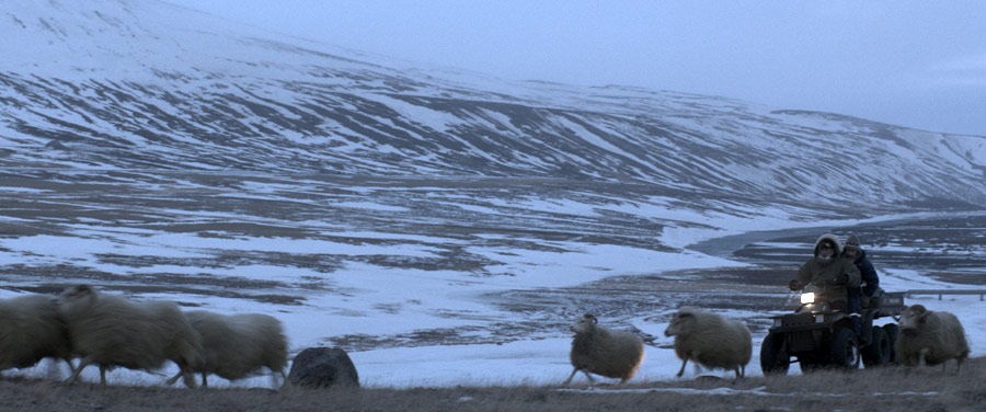 krajobraz islandzki zimą śnieg i barany