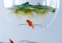 ryby w szklanej kuli z roślinami
