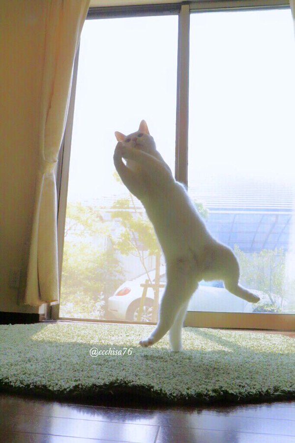 kot stojący na jednej tylnej łapie