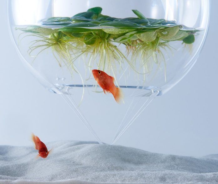 ryby w szklanej kuli z roślinami