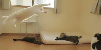 biały kot wykonuje skok, a trzy pozostałe mu się przyglądają