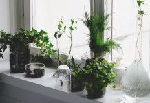 zielone rosliny i wazony szklane