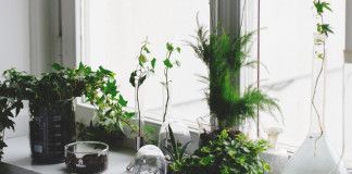 zielone rosliny i wazony szklane