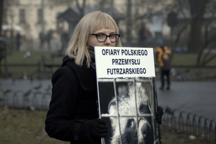 Ponad 800 ferm zwierząt futerkowych w Polsce