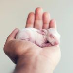 1 4 Zobacz zdjęcia najsłodszego królika w internecie