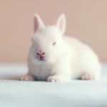 5 1 Zobacz zdjęcia najsłodszego królika w internecie