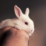 6 1 Zobacz zdjęcia najsłodszego królika w internecie