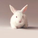 7 1 Zobacz zdjęcia najsłodszego królika w internecie