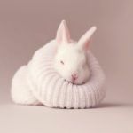 8 1 Zobacz zdjęcia najsłodszego królika w internecie