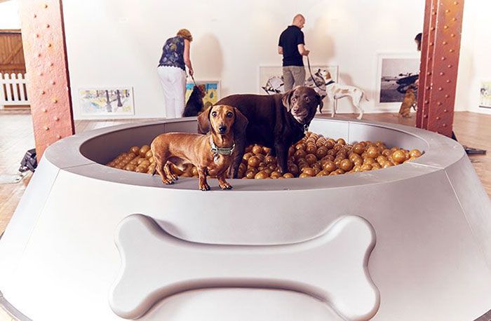 Psy w basenie z psią karmą w kształcie miski